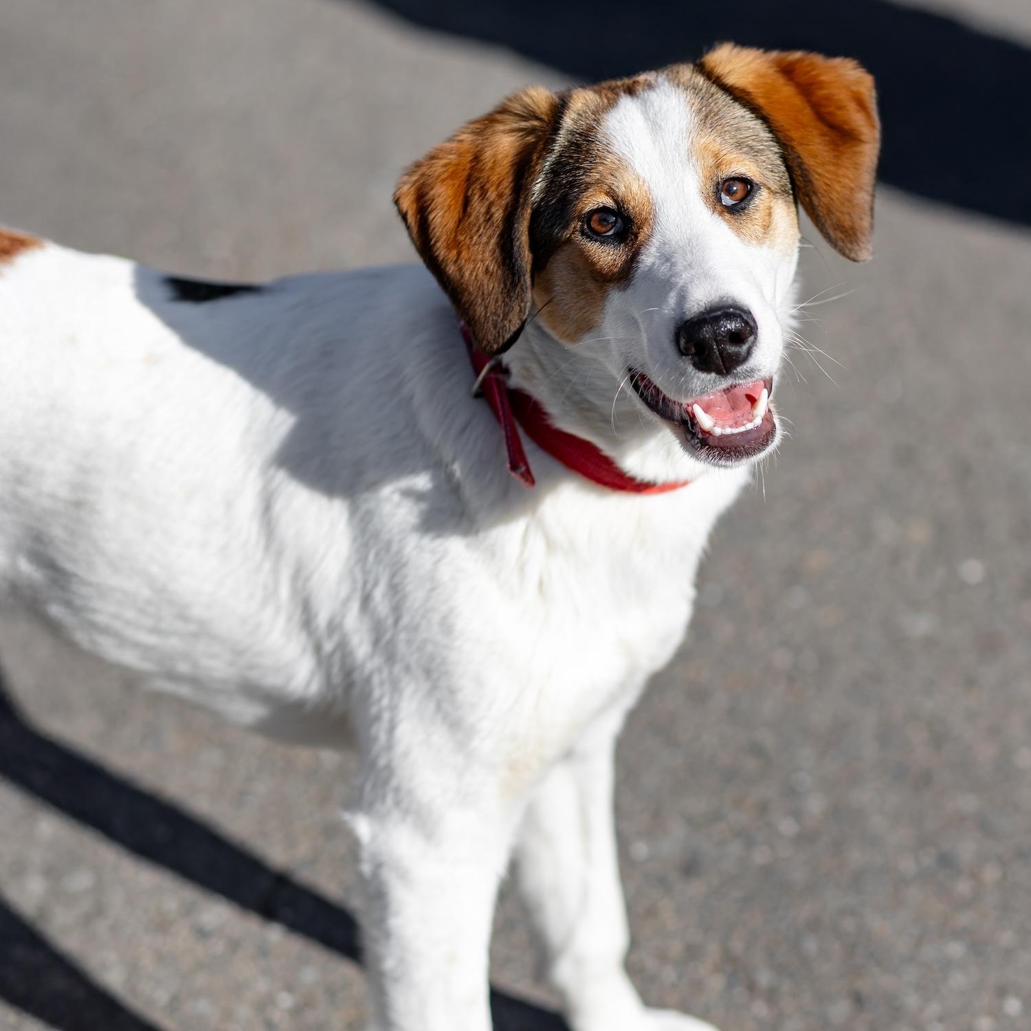 Enlarge Layla, a ADOPTABLE mixed breed in Morristown, NJ image 2/6