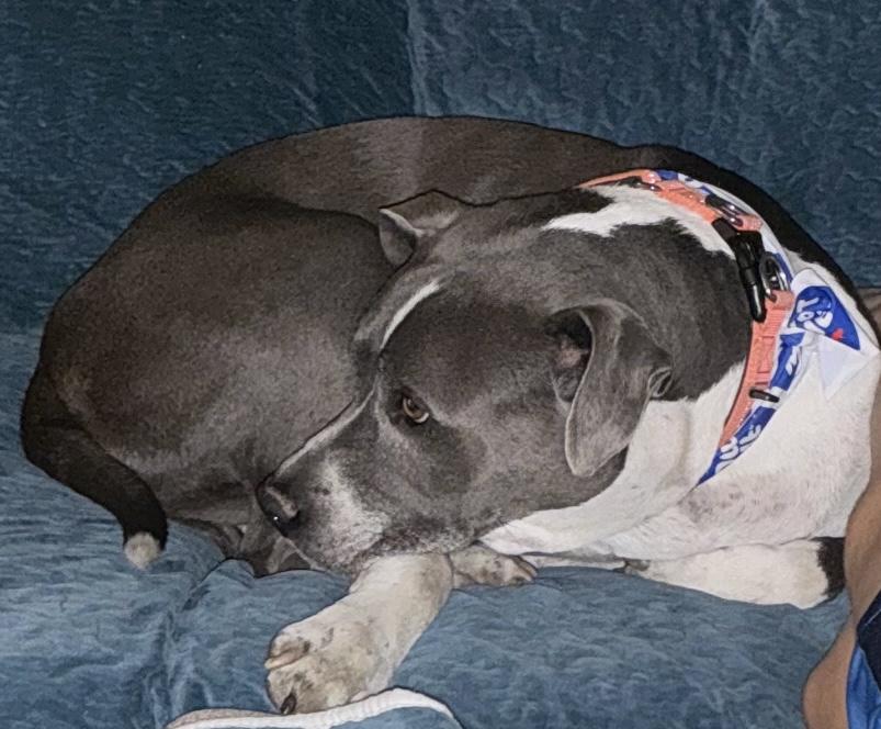 LeBron, a Adoptable mixed breed in Buffalo, NY image 2/6