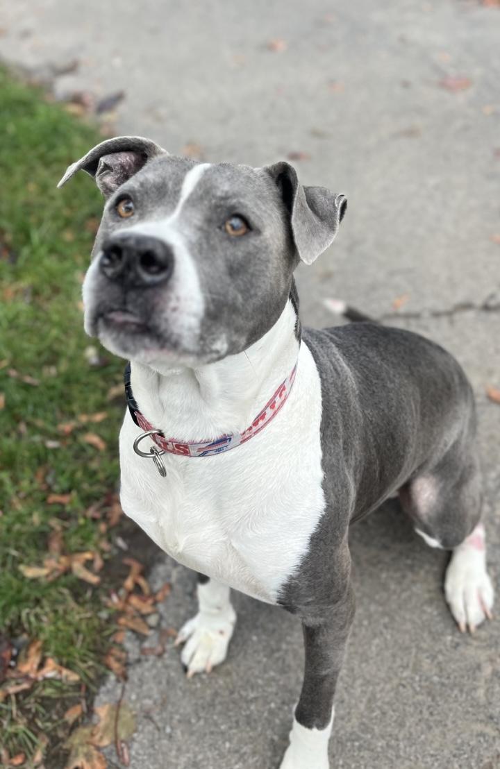 LeBron, a Adoptable mixed breed in Buffalo, NY image 3/6