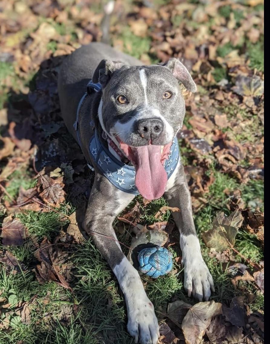 LeBron, a Adoptable mixed breed in Buffalo, NY image 1/6