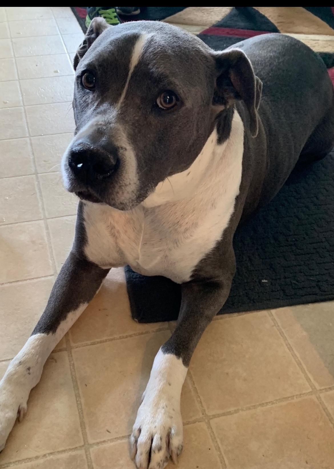 LeBron, a Adoptable mixed breed in Buffalo, NY image 4/6