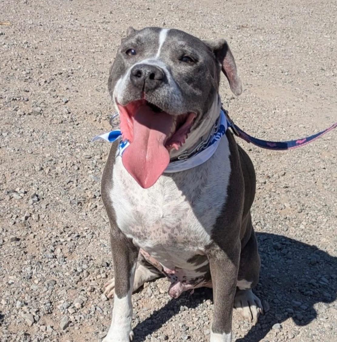 LeBron, a Adoptable mixed breed in Buffalo, NY image 5/6