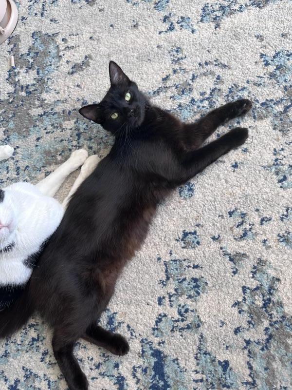 Ebony, Adoptable, Young Female Domestic Medium Hair.