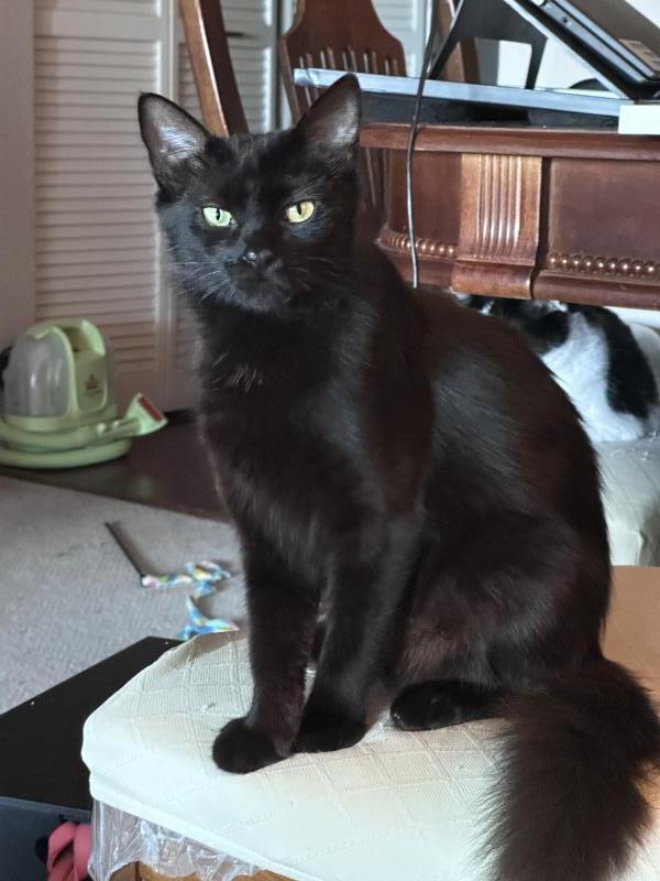 Enlarge Ebony, a Adoptable Domestic Medium Hair in Sunnyvale, CA image 2/5