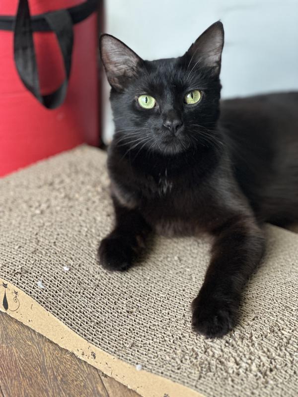 Enlarge Ebony, a Adoptable Domestic Medium Hair in Sunnyvale, CA image 3/5