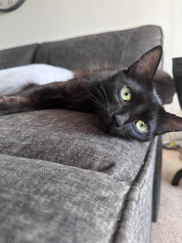 Enlarge Ebony, a Adoptable Domestic Medium Hair in Sunnyvale, CA image 5/5