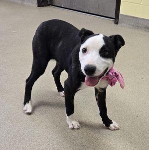 Enlarge Panda, an adoptable mixed breed in Bucyrus, OH image 4/5