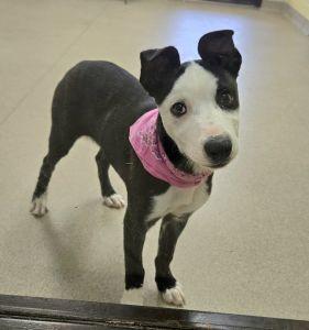 Panda, adoptable, Young Female Pit Bull Terrier & Australian Shepherd.