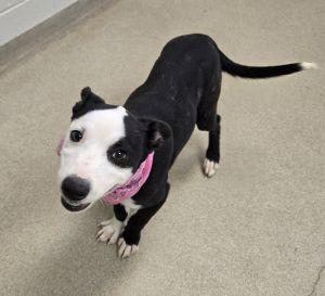 Enlarge Panda, an adoptable mixed breed in Bucyrus, OH image 5/5