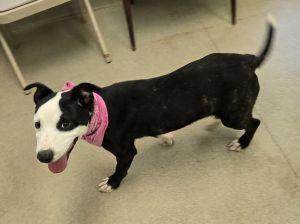 Enlarge Panda, an adoptable mixed breed in Bucyrus, OH image 2/5