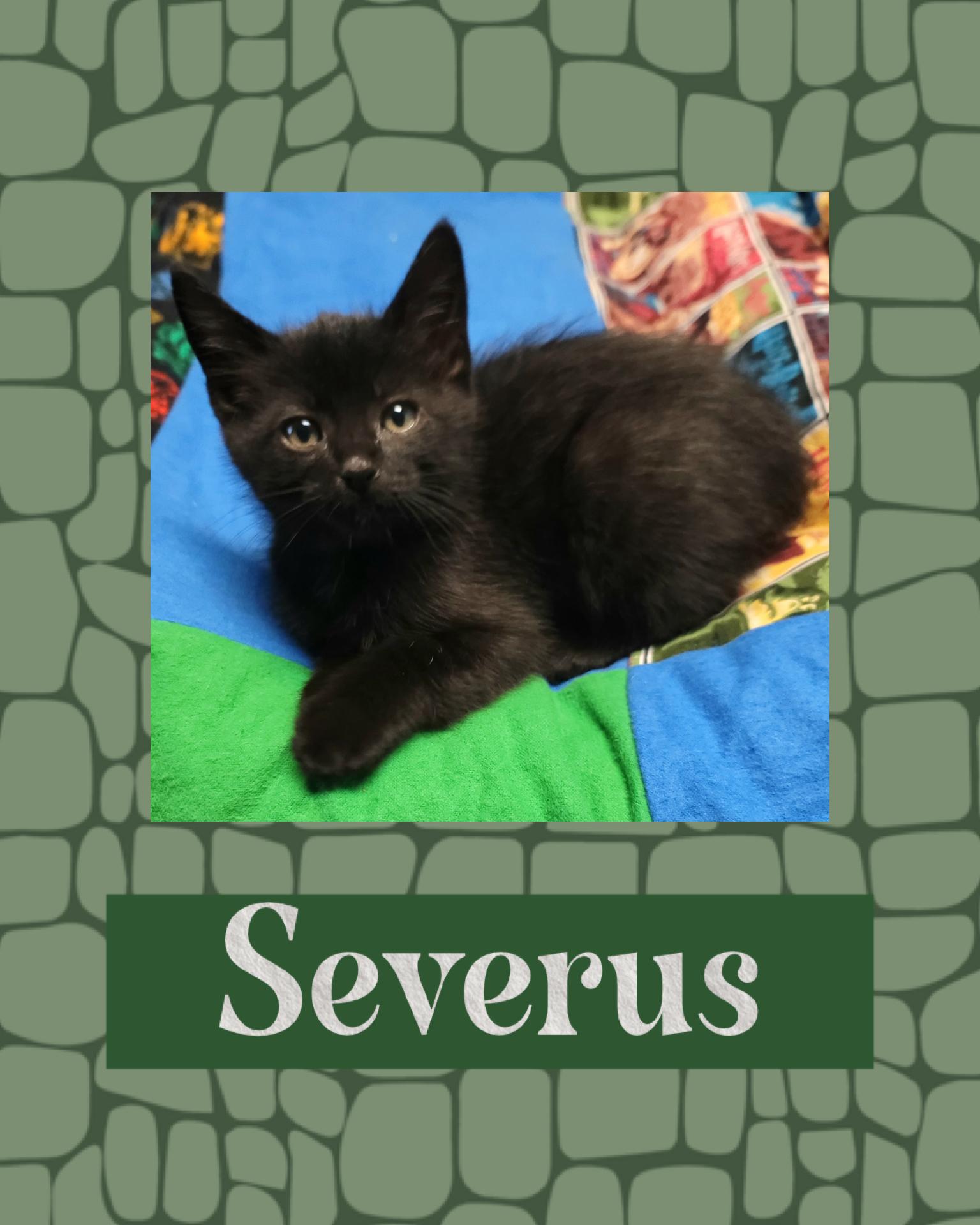 Enlarge Severus, a ADOPTABLE Domestic Short Hair in Pasco, WA image 2/2