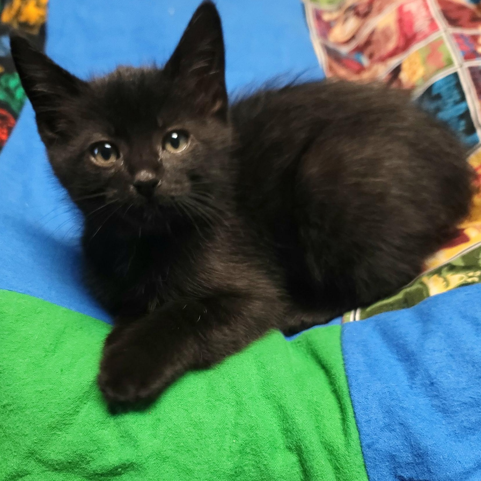Enlarge Severus, a ADOPTABLE Domestic Short Hair in Pasco, WA image 1/2
