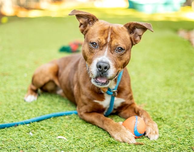 MONKEY D DOGGY, Adoptable, Adult Male Pit Bull Terrier.