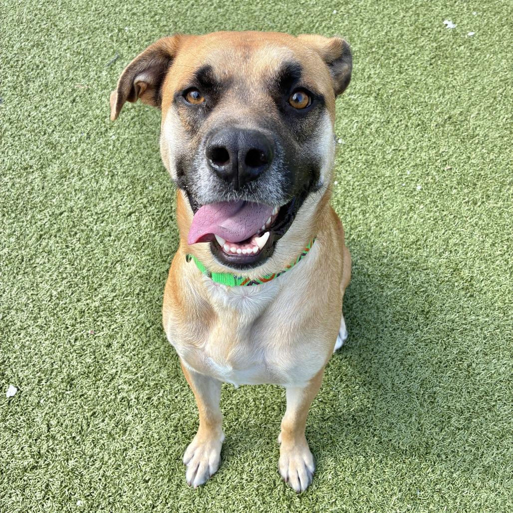 Enlarge Boomer, a Adoptable Mixed Breed in Fredericksburg, VA image 1/3