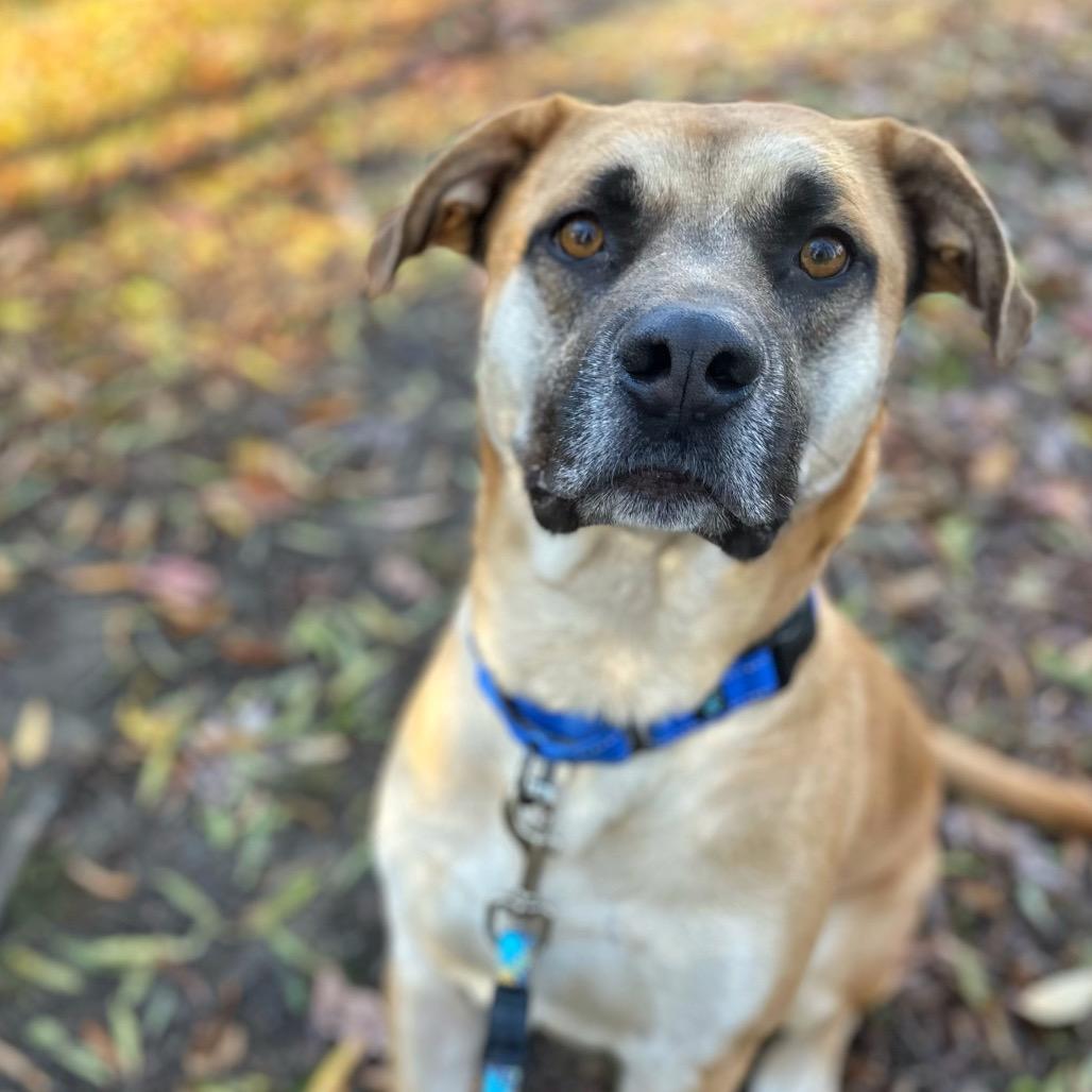 Enlarge Boomer, a Adoptable Mixed Breed in Fredericksburg, VA image 3/3