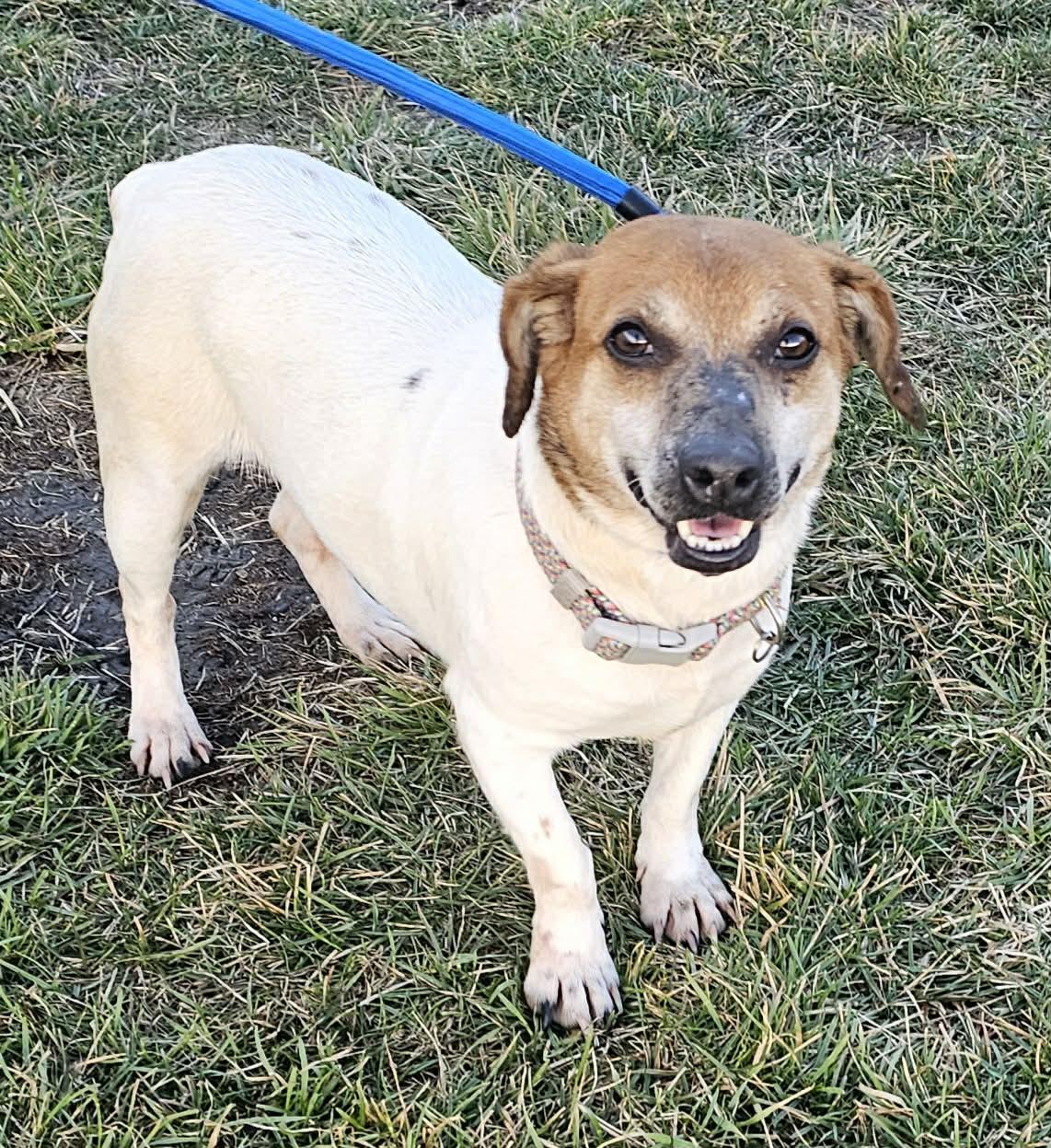 Enlarge Shophie ~ in foster care , a ADOPTABLE mixed breed in Minooka, IL image 2/3