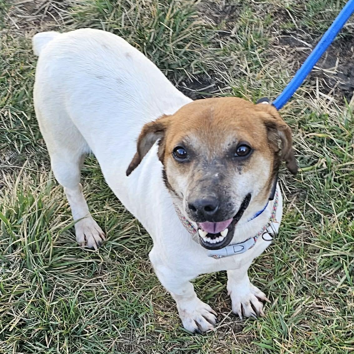 Enlarge Shophie ~ in foster care , a ADOPTABLE mixed breed in Minooka, IL image 3/3