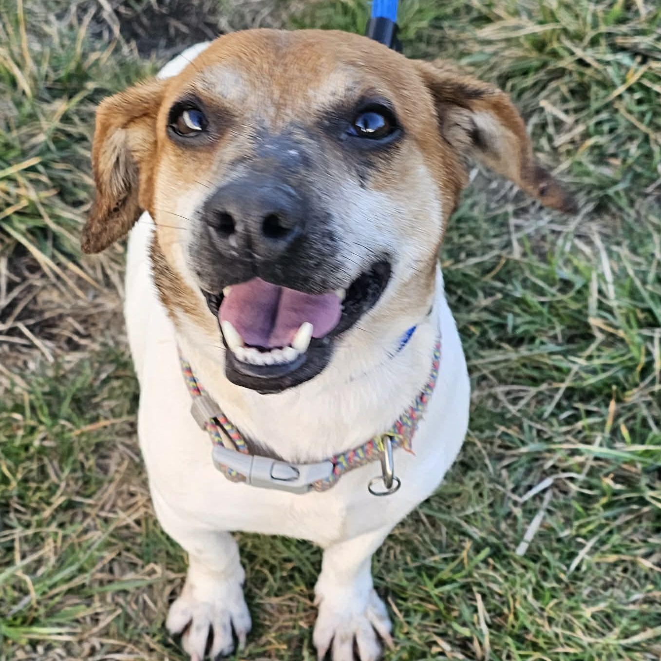 Enlarge Shophie ~ in foster care , a ADOPTABLE mixed breed in Minooka, IL image 1/3