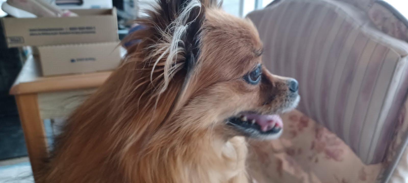 Emily Rose, Adopted, Adult Female Yorkshire Terrier & Chihuahua.