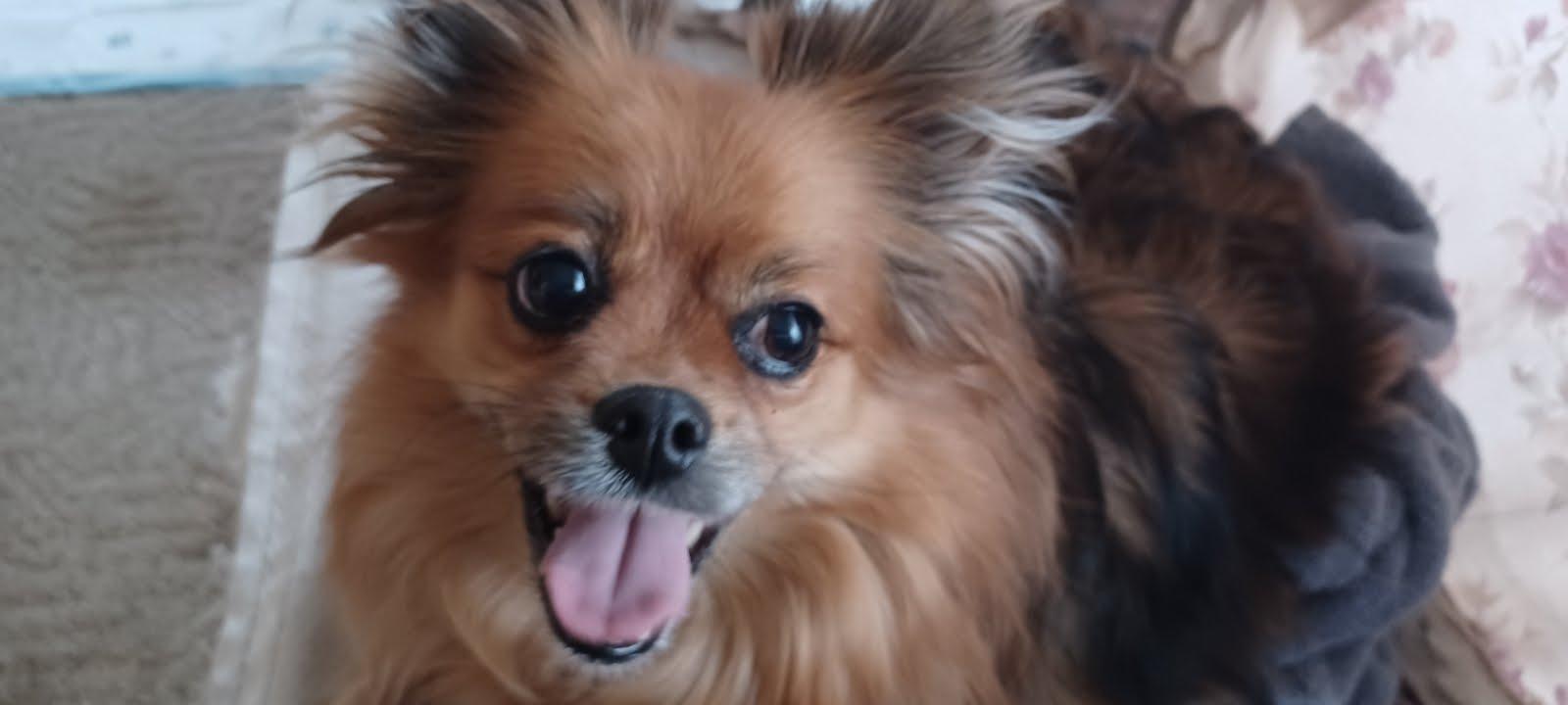 Enlarge Emily Rose, a Adopted mixed breed in Columbia, MO image 2/6