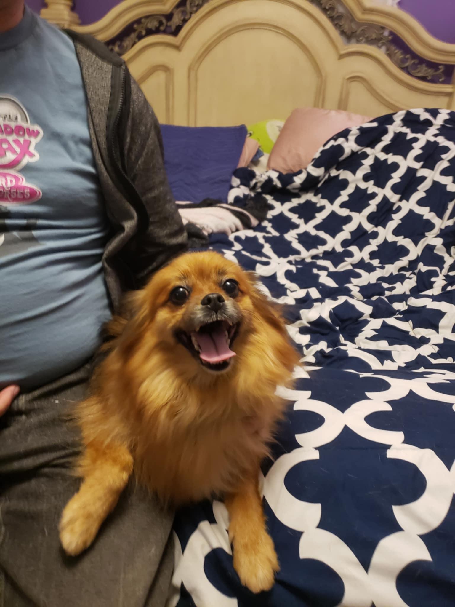 Enlarge Emily Rose, a Adopted mixed breed in Columbia, MO image 3/6