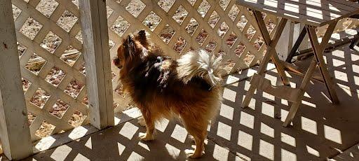 Enlarge Emily Rose, a Adopted mixed breed in Columbia, MO image 4/6