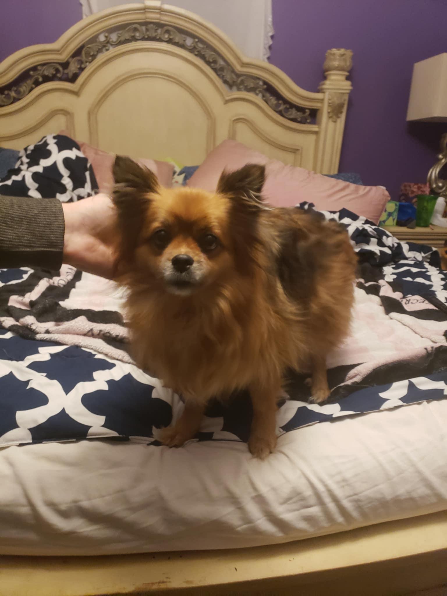 Enlarge Emily Rose, a Adopted mixed breed in Columbia, MO image 6/6