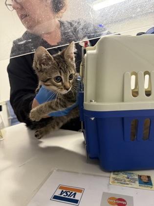 Lambo, Adoptable, Adult Male Domestic Short Hair & Domestic Short Hair.