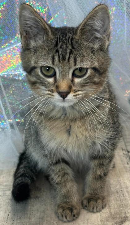 Enlarge Lambo, a Adoptable Domestic Short Hair in Shreveport, LA image 2/2