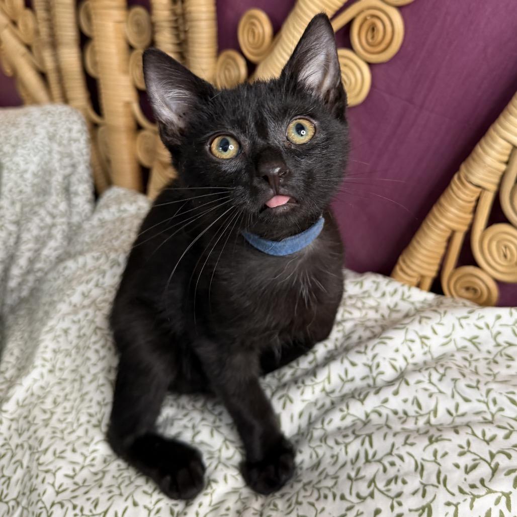 Zyrtec, Adoptable, Kitten Male Domestic Short Hair.
