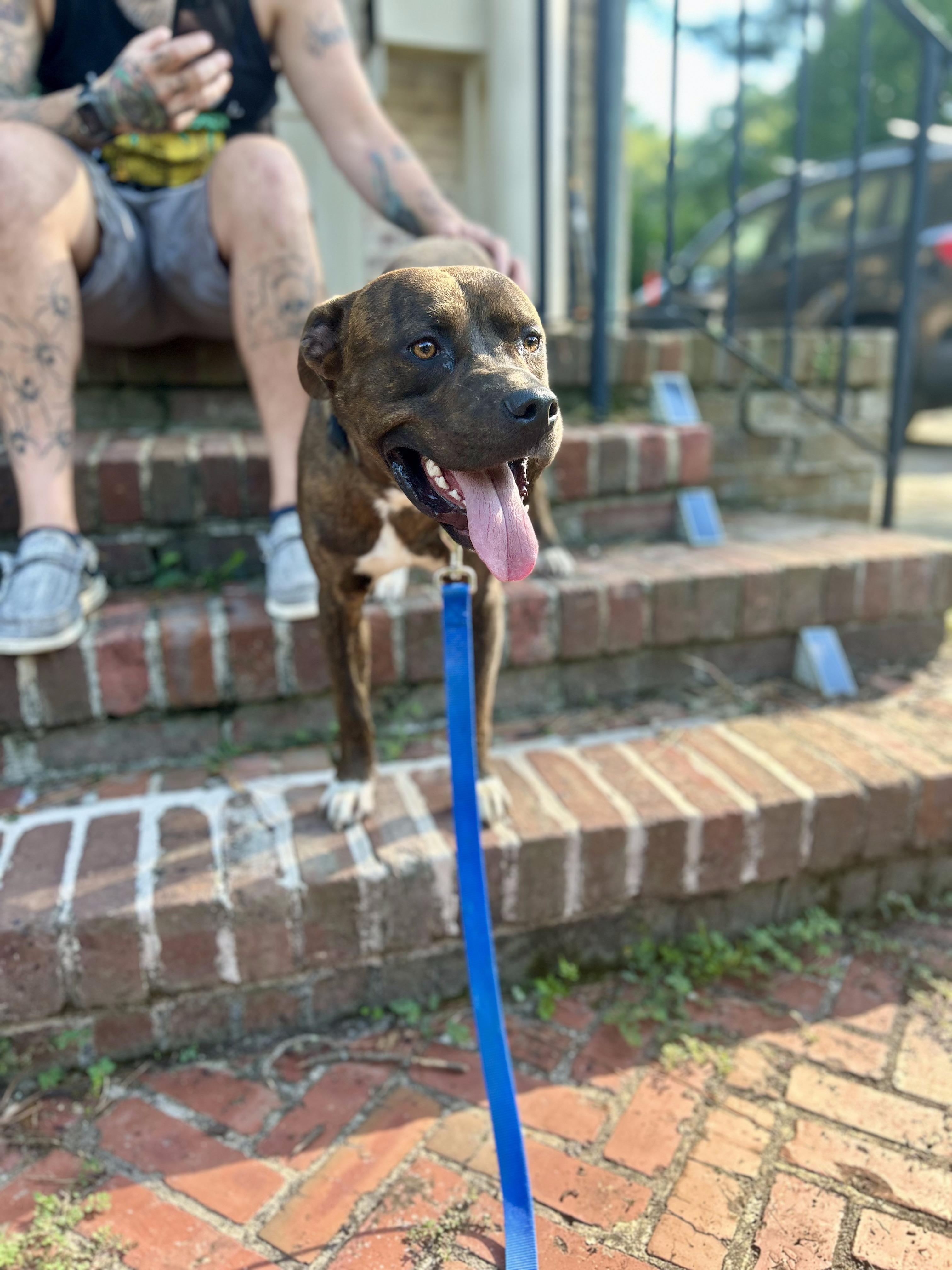 Enlarge Stampy , an adoptable mixed breed in Petersburg, VA image 3/6