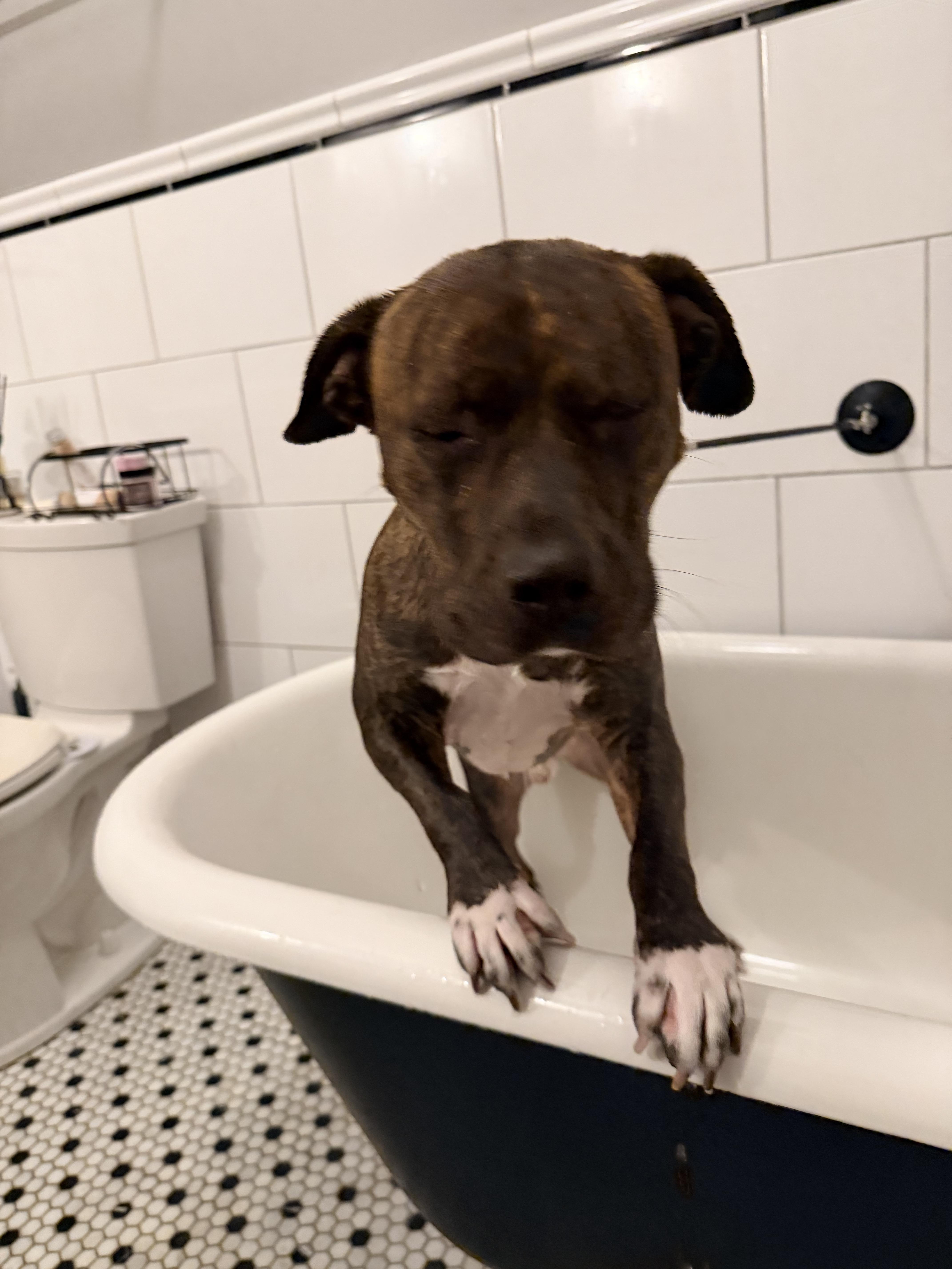 Enlarge Stampy , an adoptable mixed breed in Petersburg, VA image 5/6