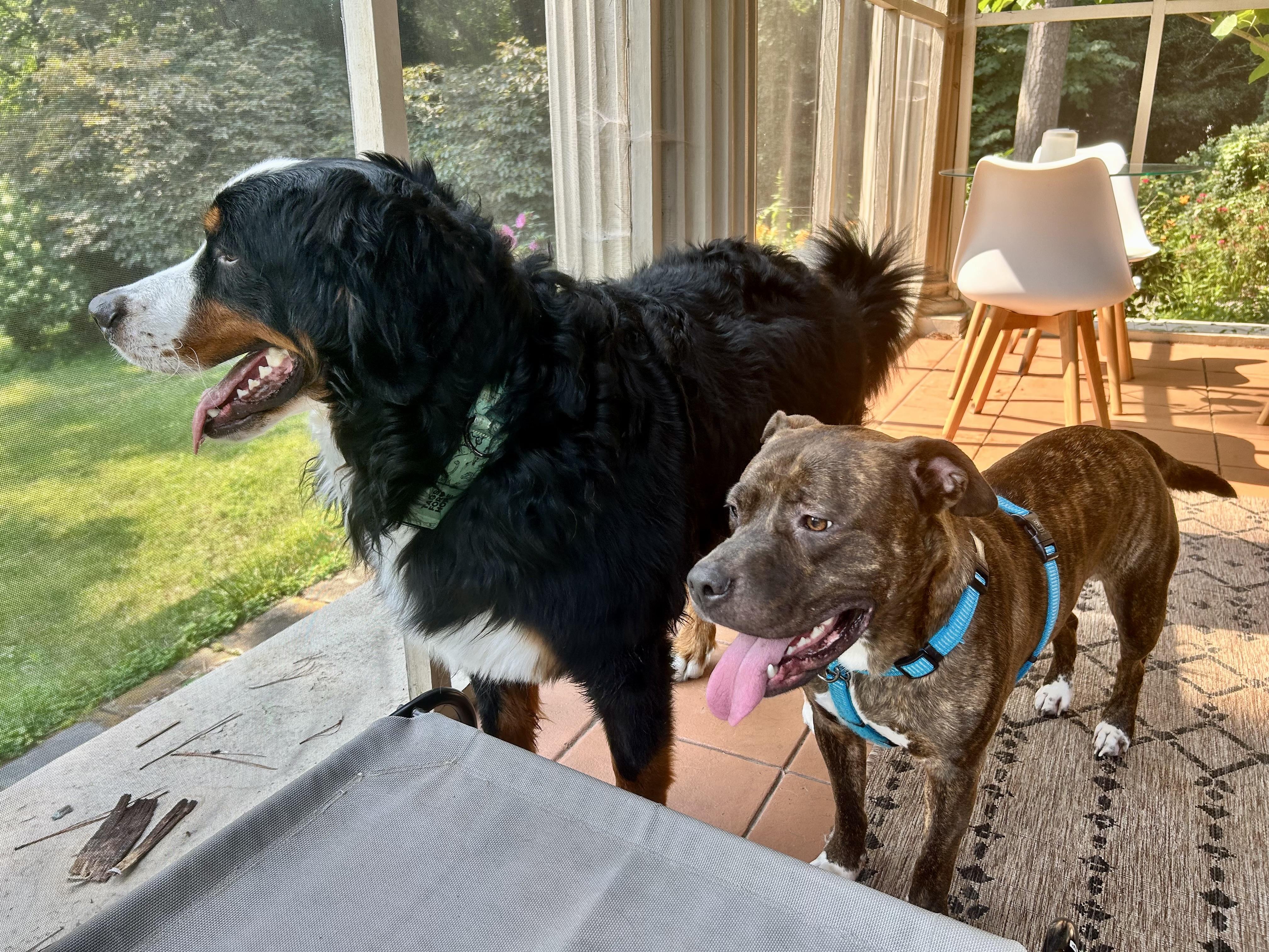 Stampy (courtesy), adoptable, Young Male Mixed Breed.