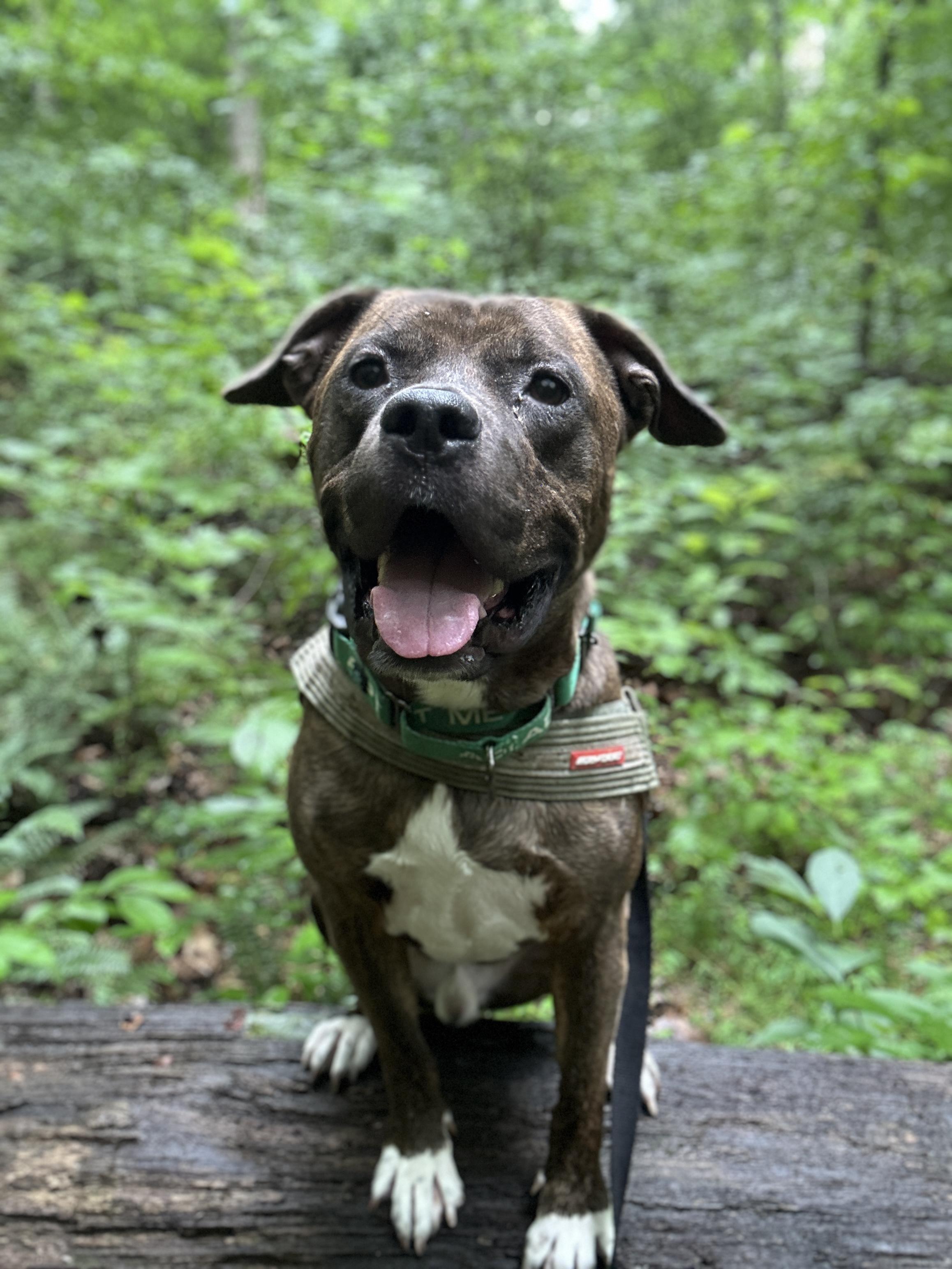 Stampy (in foster), an adoptable mixed breed in Petersburg, VA image 1/6