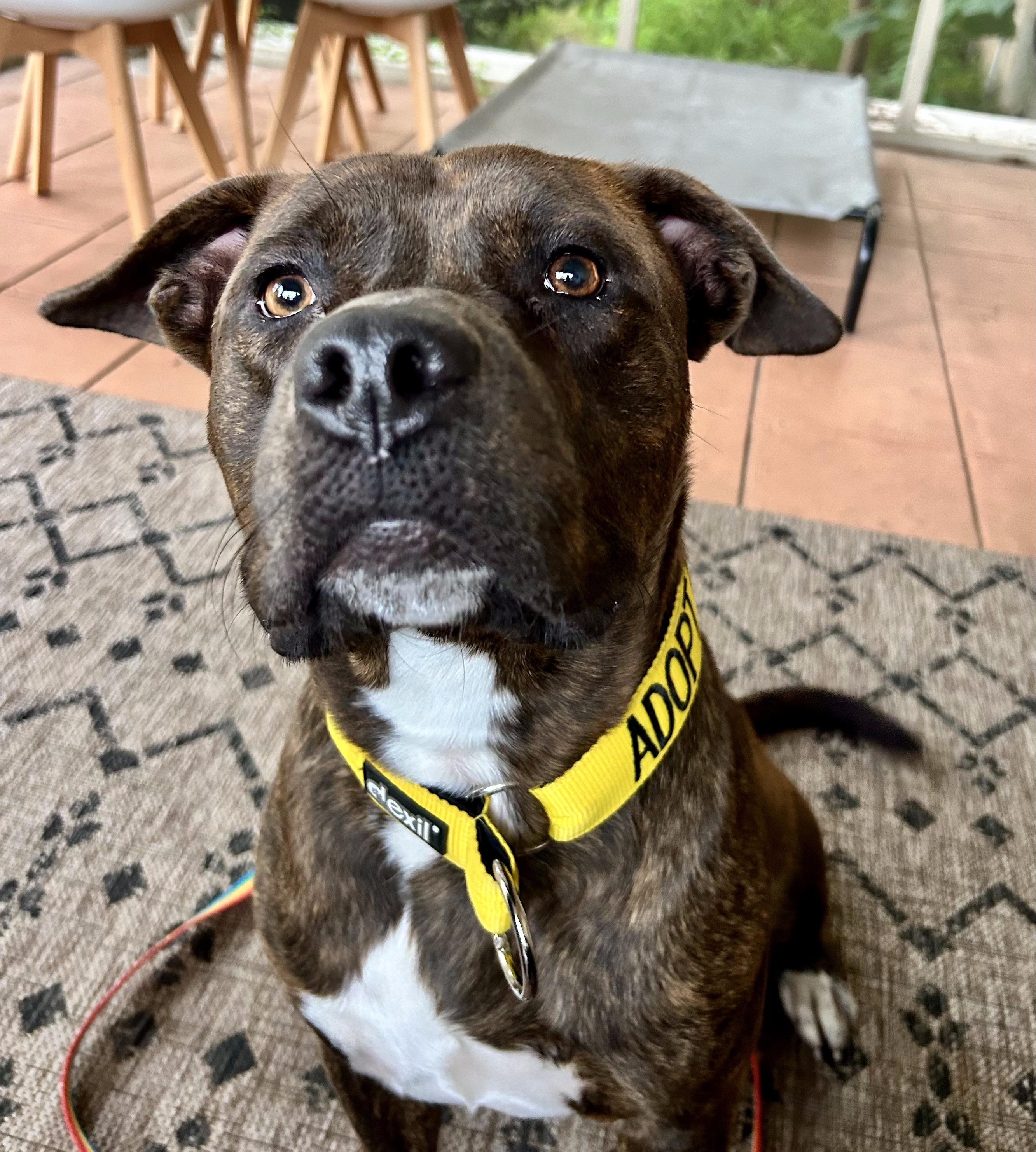 Enlarge Stampy , an adoptable mixed breed in Petersburg, VA image 2/6