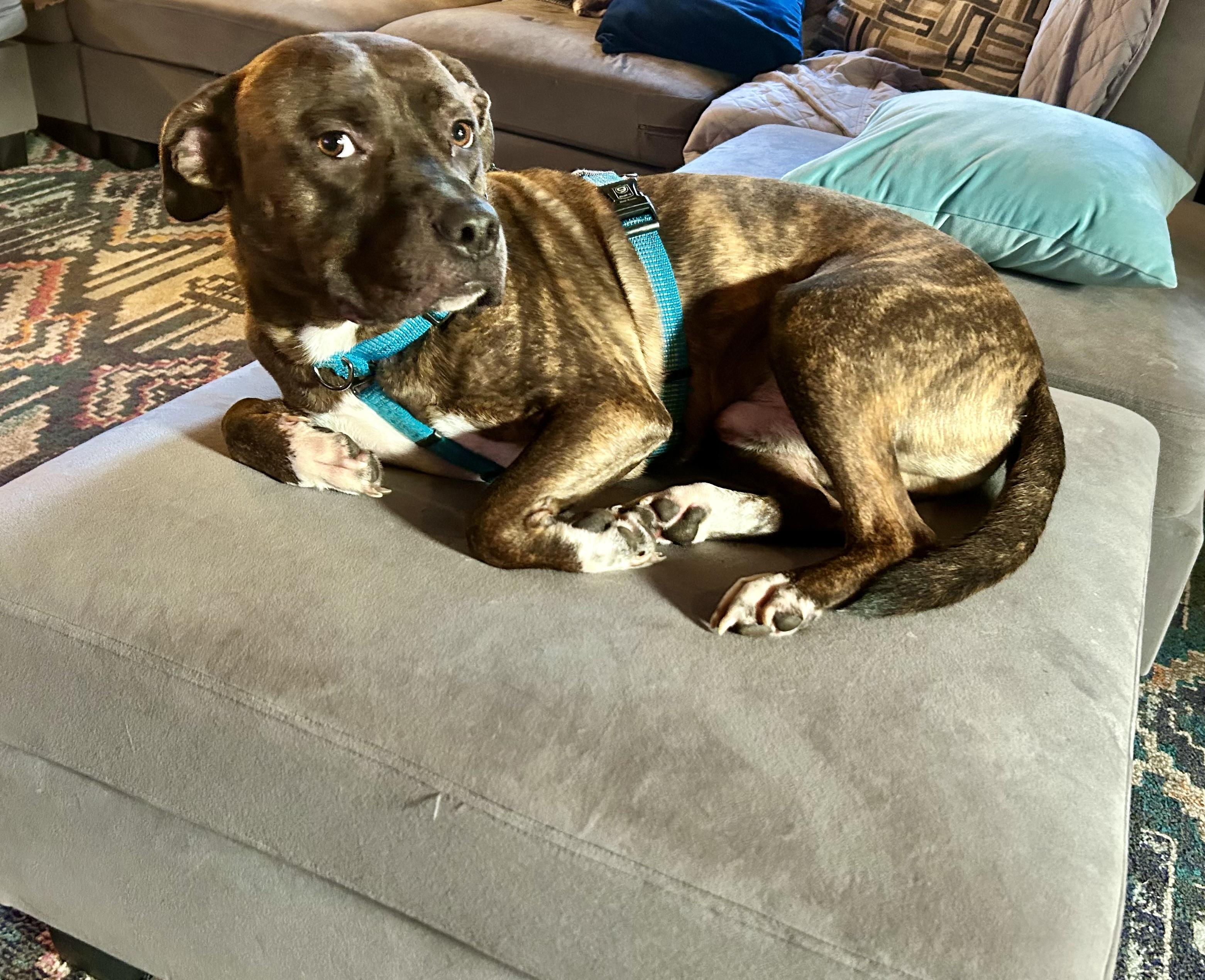 Enlarge Stampy (courtesy), an adoptable mixed breed in Petersburg, VA image 3/6