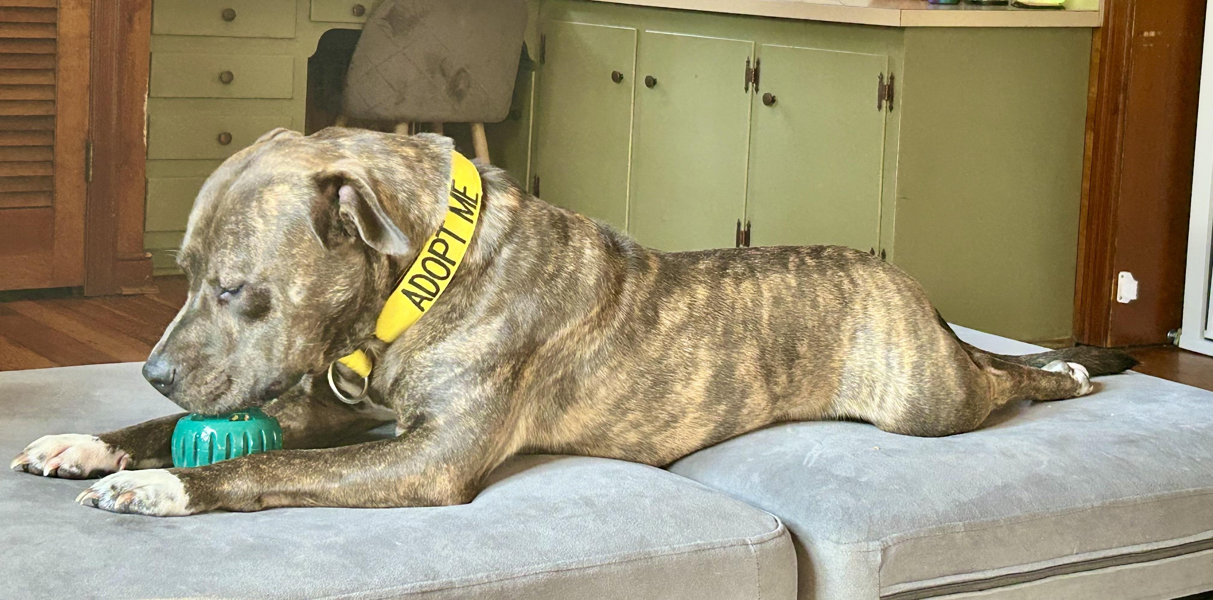 Enlarge Stampy (courtesy), an adoptable mixed breed in Petersburg, VA image 6/6