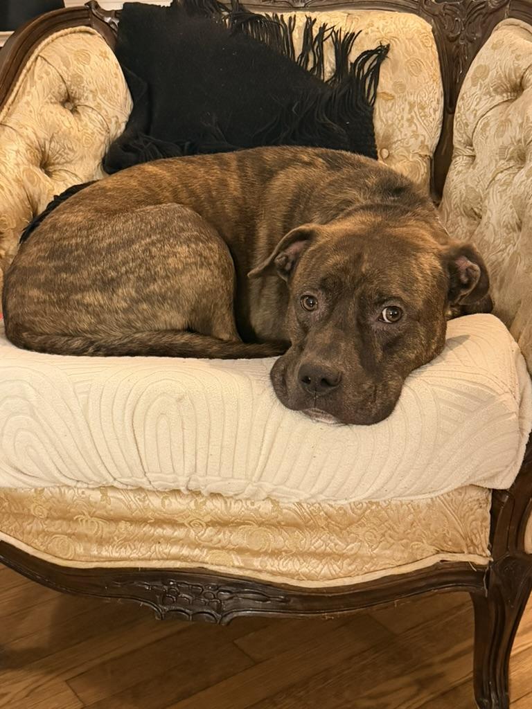 Enlarge Stampy (in foster), an adoptable mixed breed in Petersburg, VA image 1/6