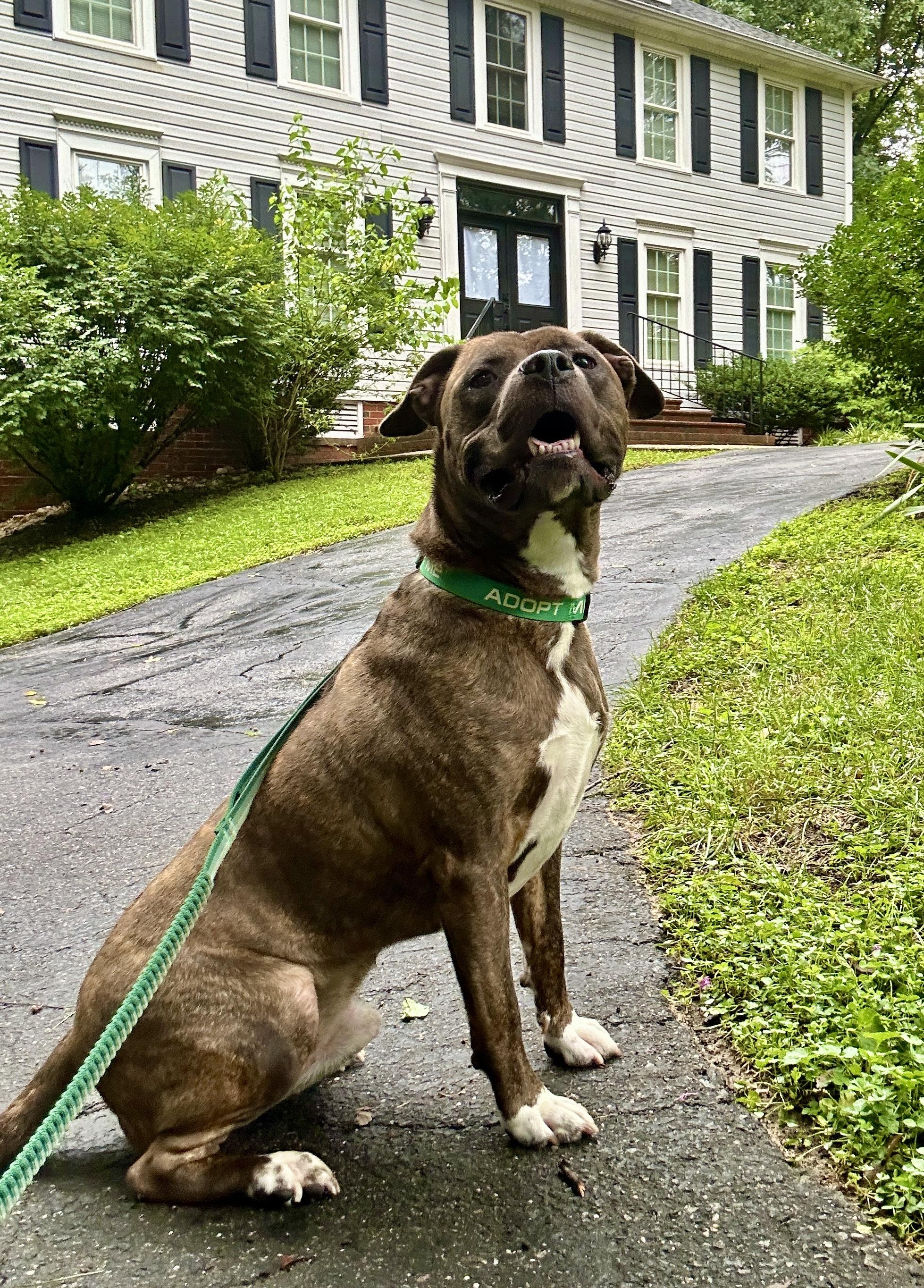 Stampy (in foster), an adoptable mixed breed in Petersburg, VA image 3/6