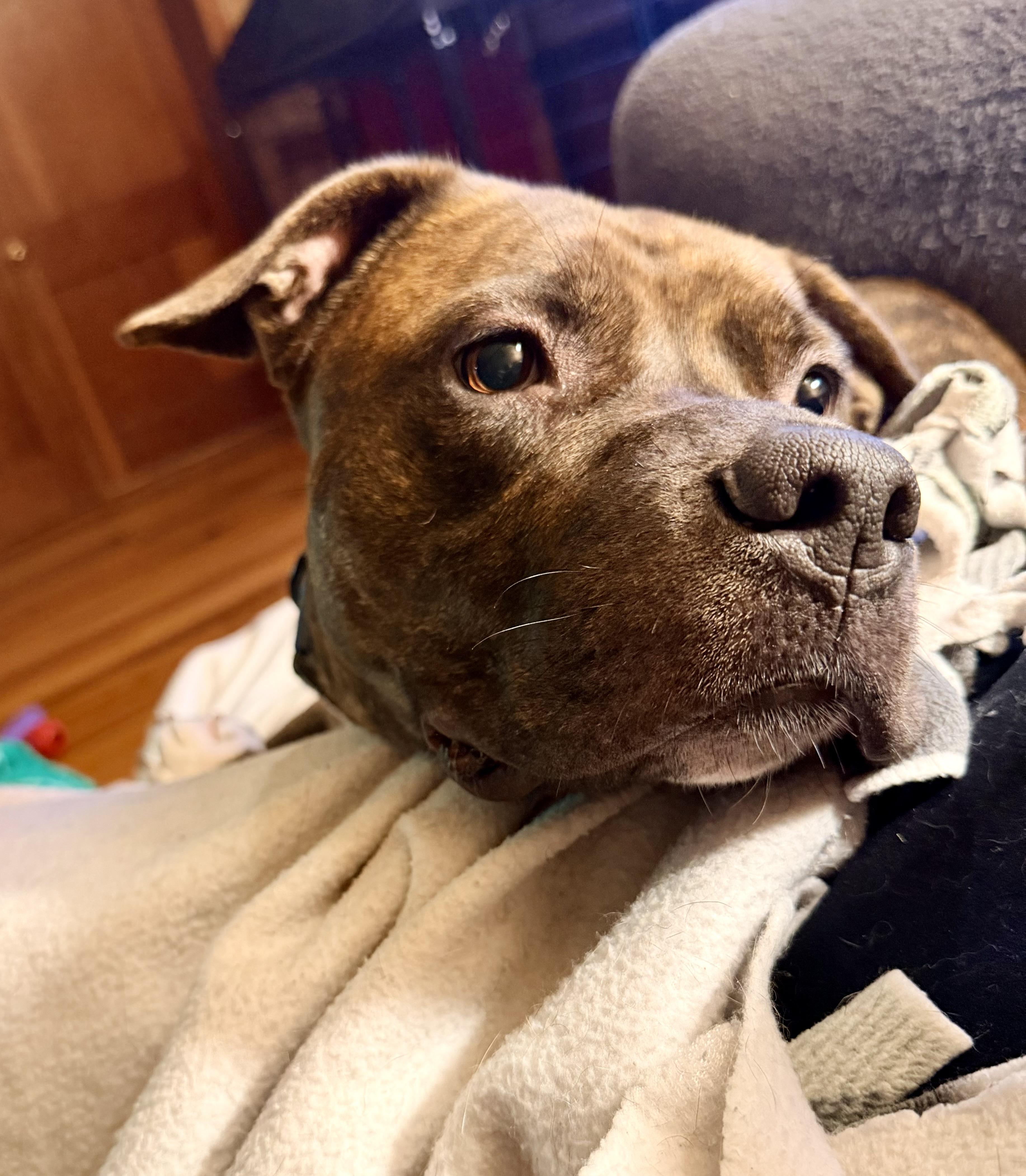 Stampy , adoptable, Young Male Pit Bull Terrier.