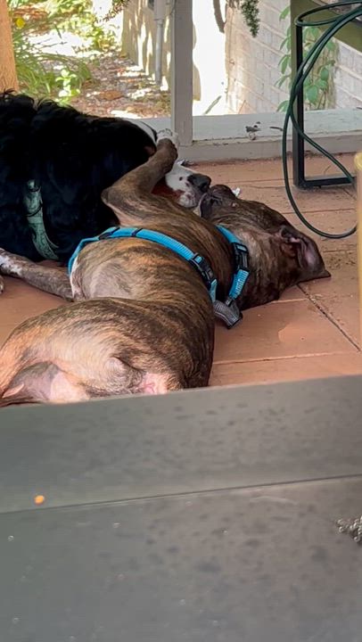 Enlarge Stampy (courtesy), an adoptable mixed breed in Petersburg, VA video 4/6