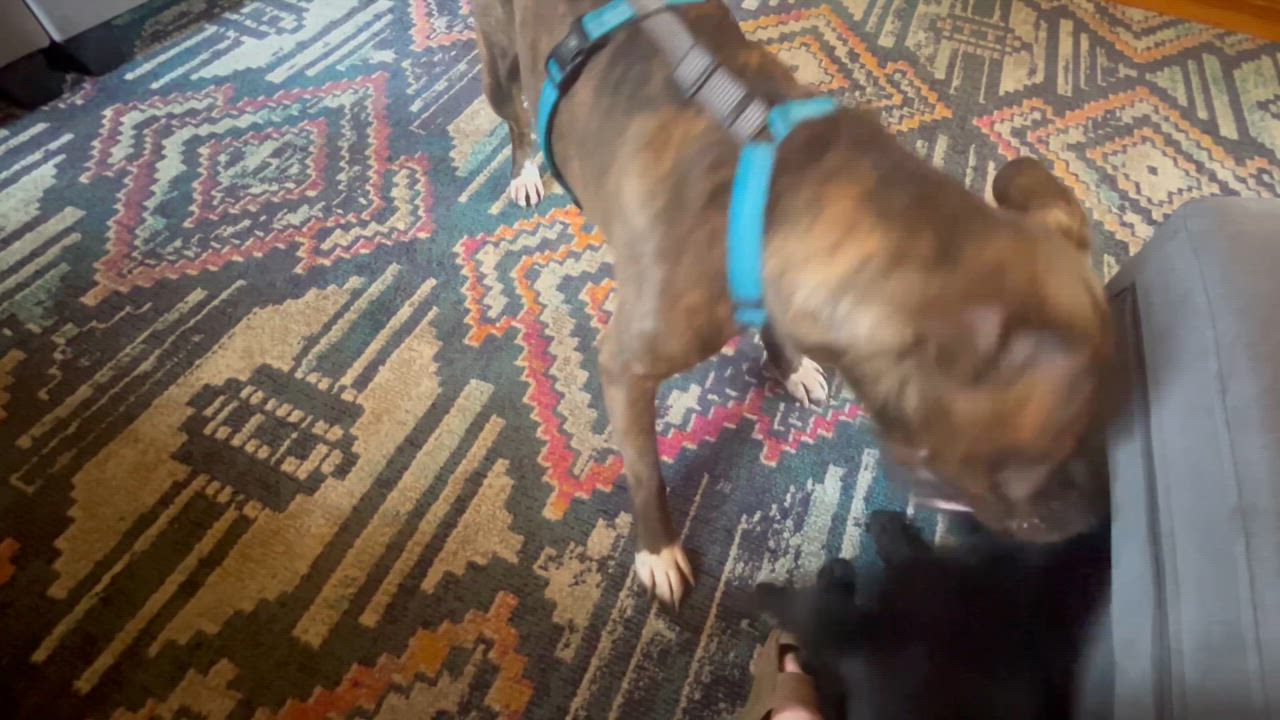 Enlarge Stampy (courtesy), an adoptable mixed breed in Petersburg, VA video 5/6