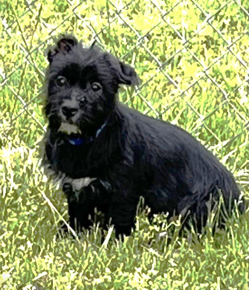 Tetris, a Adopted mixed breed in Leonardtown, MD image 1/3