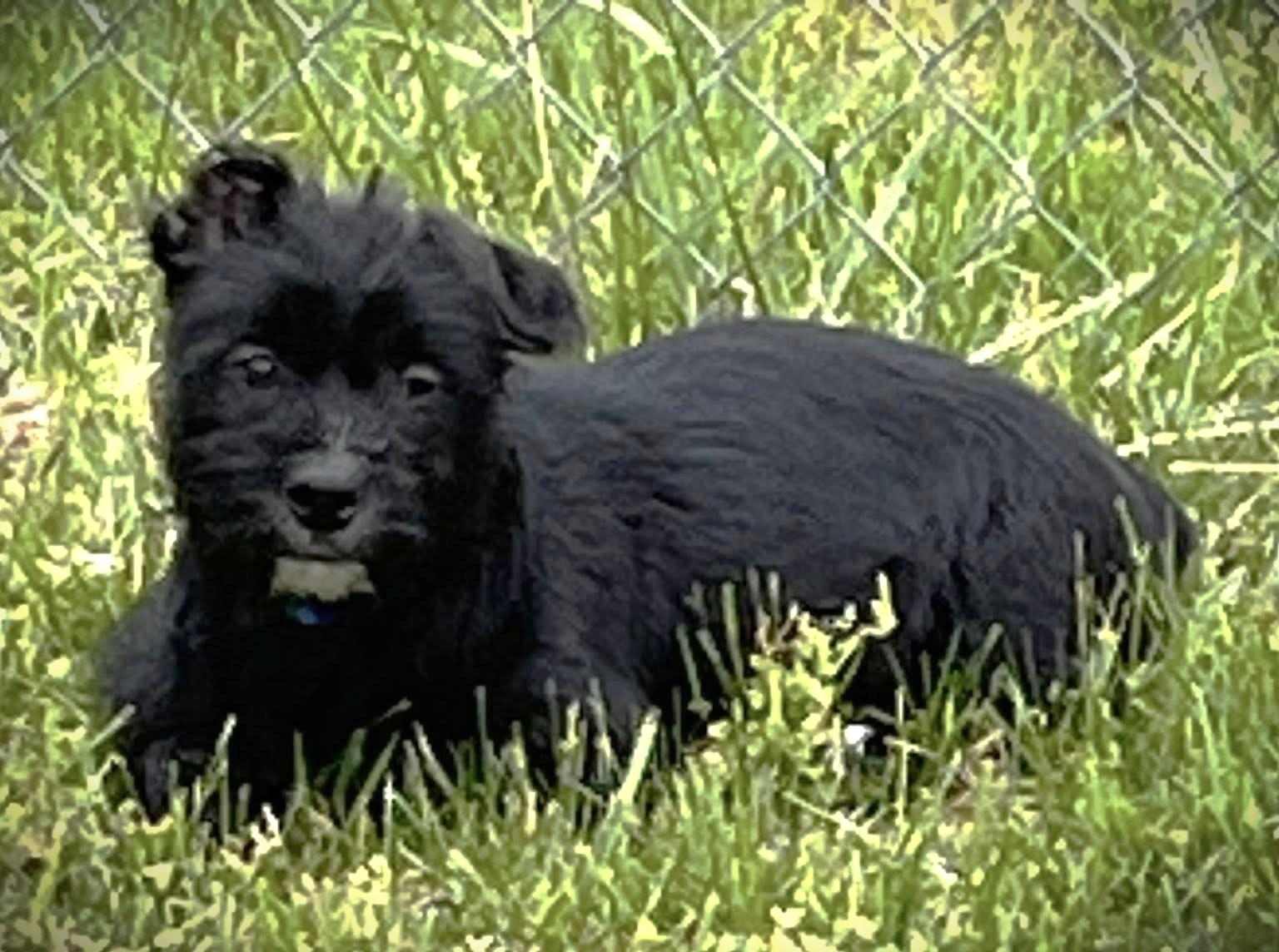 Tetris, a Adopted mixed breed in Leonardtown, MD image 2/3