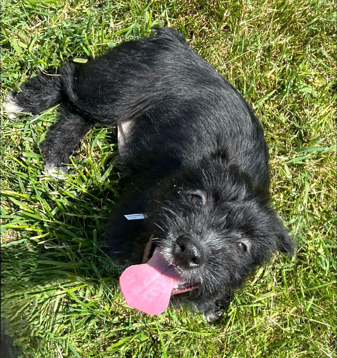 Tetris, a Adopted mixed breed in Leonardtown, MD image 3/3