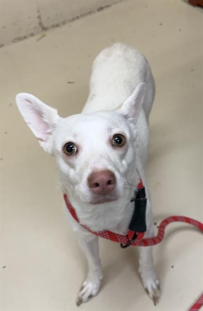 TWINKLE, Adoptable, Young Female Chihuahua & Mixed Breed.