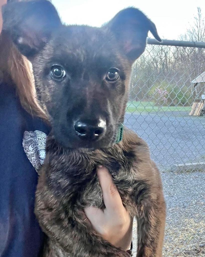 Enlarge Waffles, a Adopted mixed breed in Murray, KY image 1/1