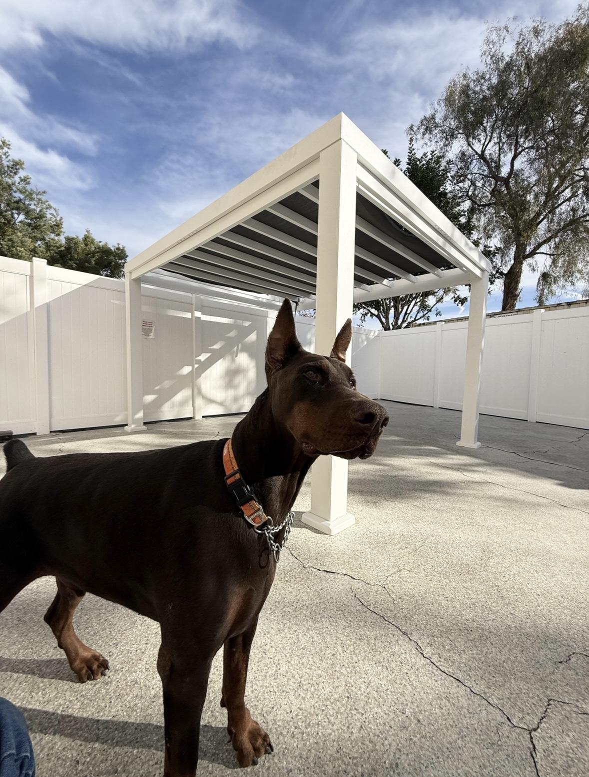 Archer, a Adoptable Doberman Pinscher in Rancho Santa Margarita, CA image 4/6