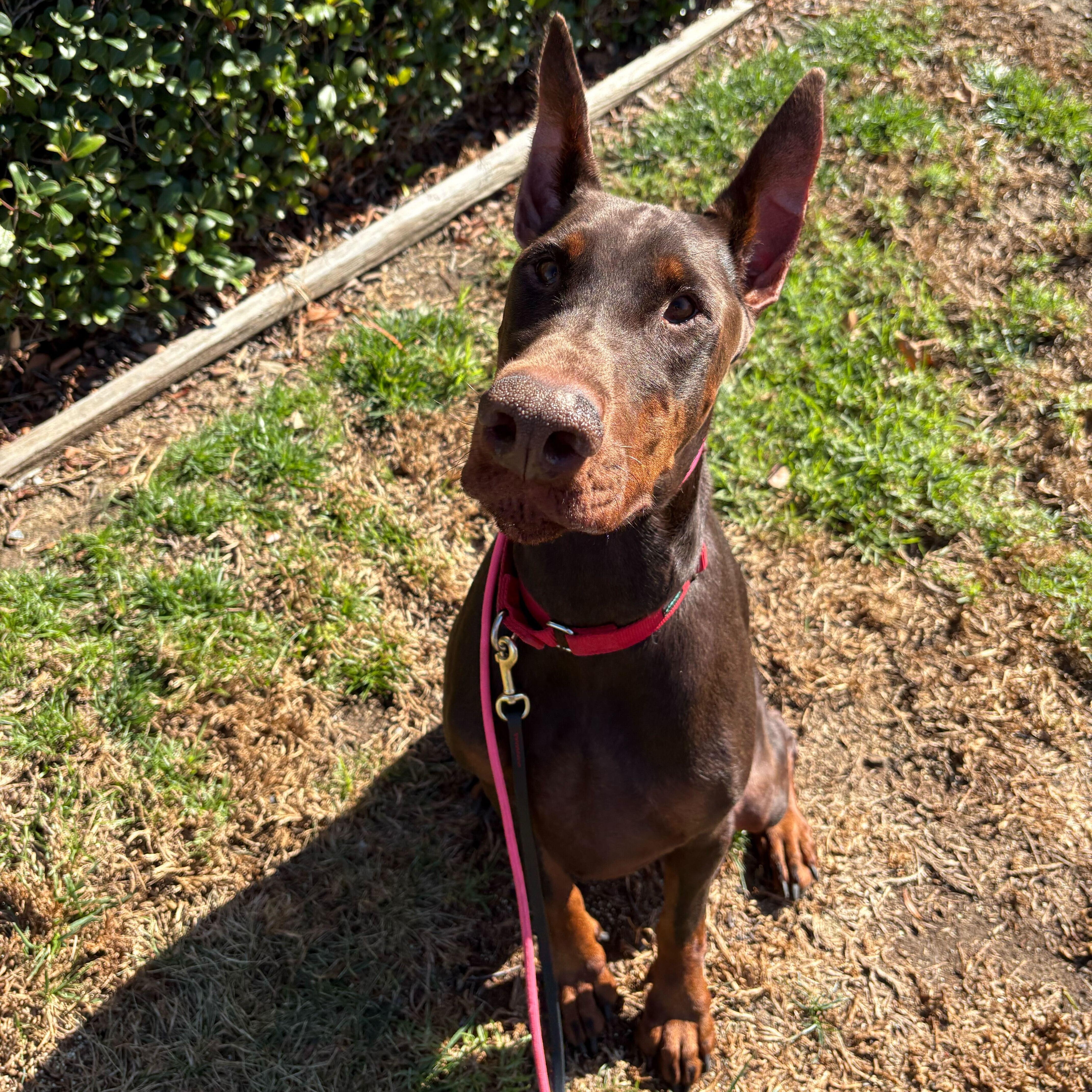 Archer, a Adoptable Doberman Pinscher in Rancho Santa Margarita, CA image 2/6