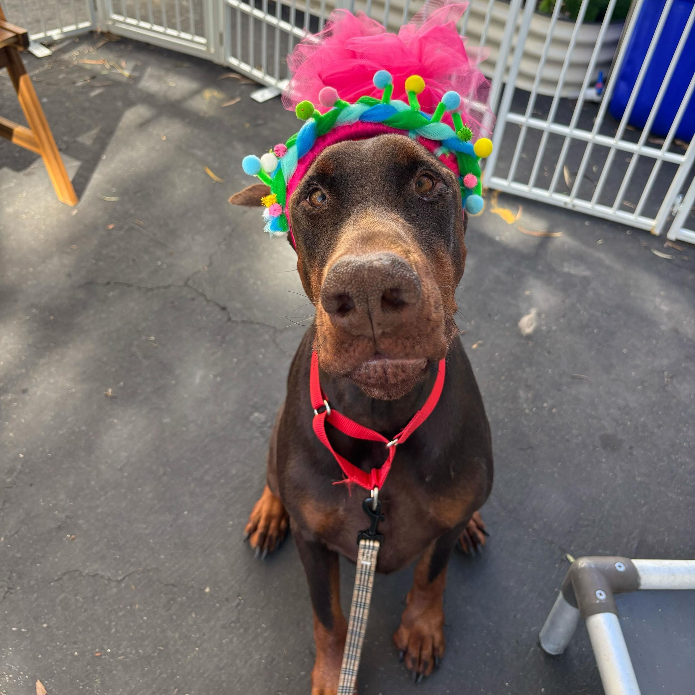 Archer, Adoptable, Adult Male Doberman Pinscher.
